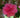 Autumn Spirit Camellia