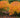 Waterfall Japanese Maple