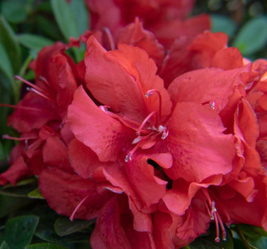 Ever After Ruby Azalea blooms