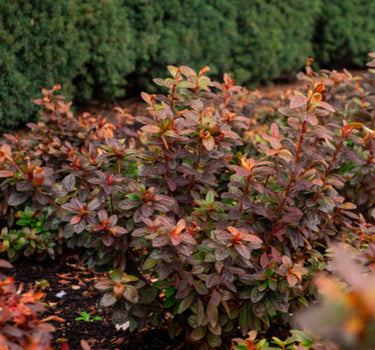 Ever After Ruby Azalea foliage