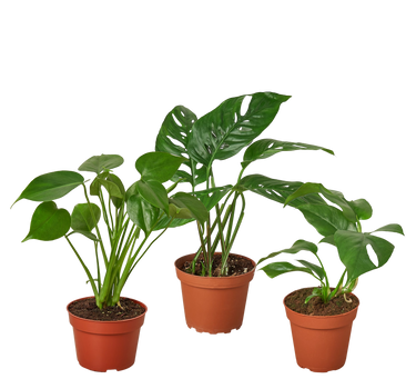 Monstera Bundle