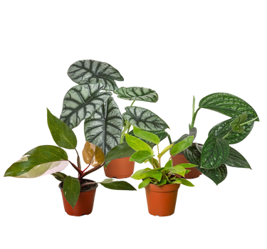 Rare Plant Bundle