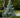 Baby Blue Spruce