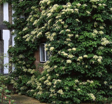 Barbara Ann Climbing Hydrangea