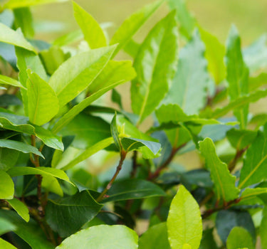 Bay Laurel