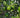 Persian Bearss Lime Tree fruit