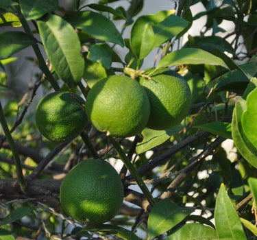 Persian Bearss Lime Tree fruit