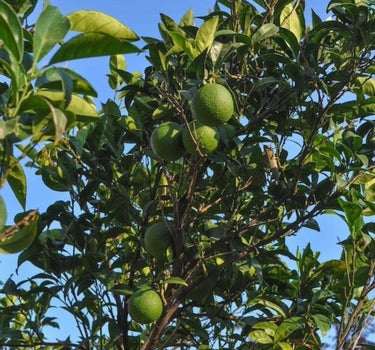 Persian Bearss Lime Tree fruit