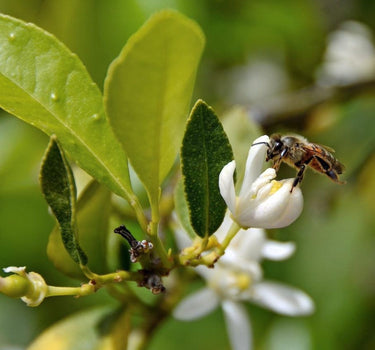 Persian Bearss Lime Tree flowers