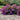 Bellini Grape Crape Myrtle