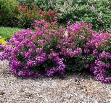 Bellini Grape Crape Myrtle