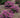 Bellini Grape Crape Myrtle