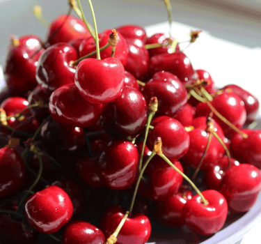 Bing Cherry Tree