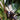 Bird of Paradise