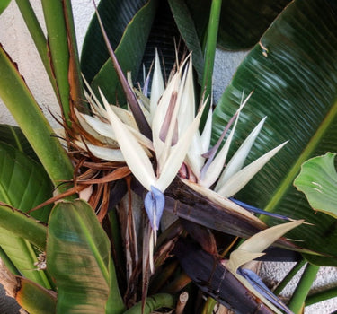 Bird of Paradise