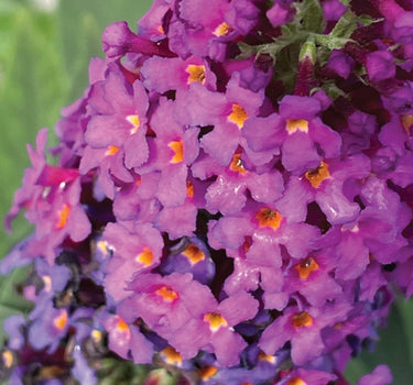 Birthday Cake™ Butterfly Bush