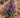 Birthday Cake™ Butterfly Bush