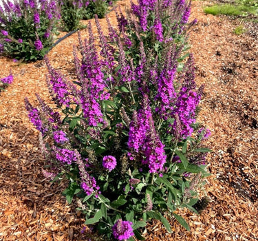 Birthday Cake™ Butterfly Bush
