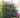 Black Knight Butterfly Bush