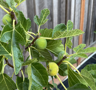 Black Mission Fig