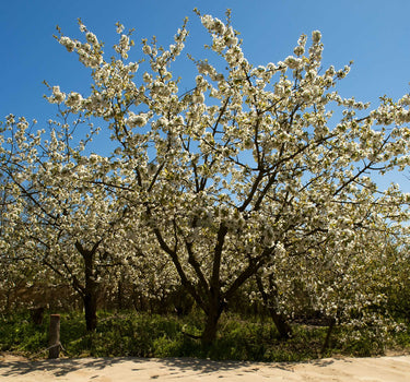 Black Tartarian Cherry Tree