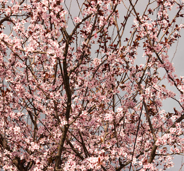Black Tartarian Cherry Tree