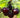Black Tartarian Cherry Tree