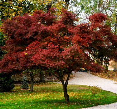 Bloodgood Japanese Maple