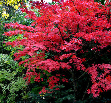 Bloodgood Japanese Maple