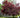 Bloodgood Japanese Maple