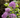 Bloomerang Lilac Bush
