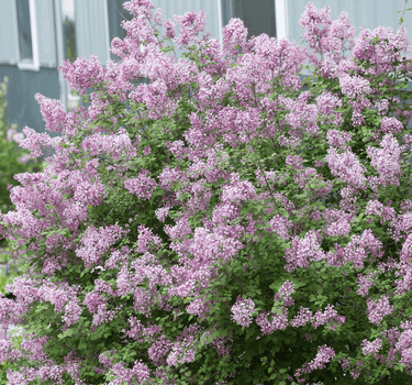 Bloomerang Lilac Bush