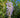 Blue Moon Wisteria