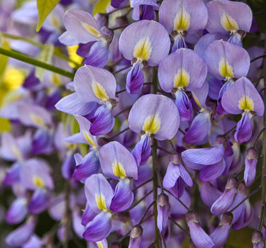 Blue Moon Wisteria