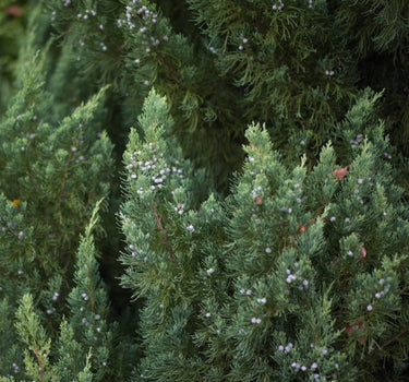 Blue Point Juniper foliage