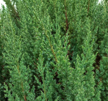 Blue Point Juniper foliage