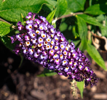 Blueberry Pie™ Butterfly Bush