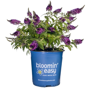 Blueberry Pie™ Butterfly Bush