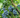 Bluecrop Blueberry