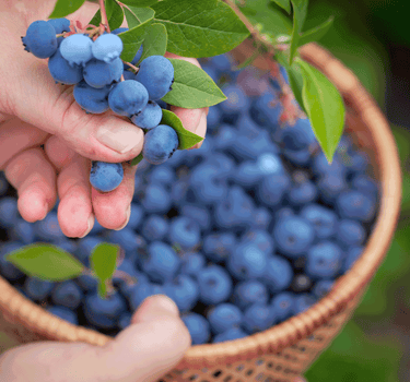 Bluecrop Blueberry