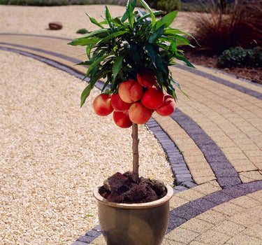 Bonanza Patio Peach