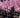 Bonfire Patio Peach