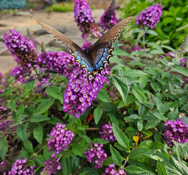 Blueberry Pie™ Butterfly Bush