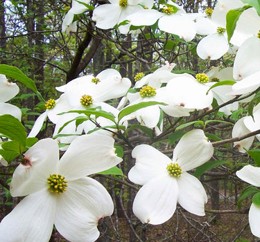 Cherokee Princess® Dogwood Tree
