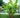 Cold Hardy Banana Tree
