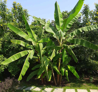 Cold Hardy Banana Tree