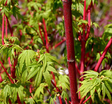 Coral Bark Japanese Maple Tree
