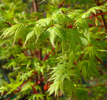 Coral Bark Japanese Maple Tree