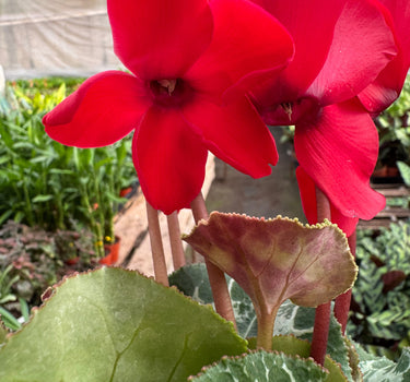Cyclamen 'Red'