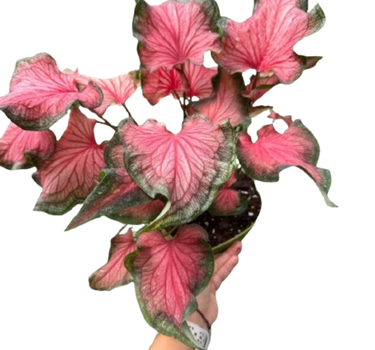 Caladium Red Flash